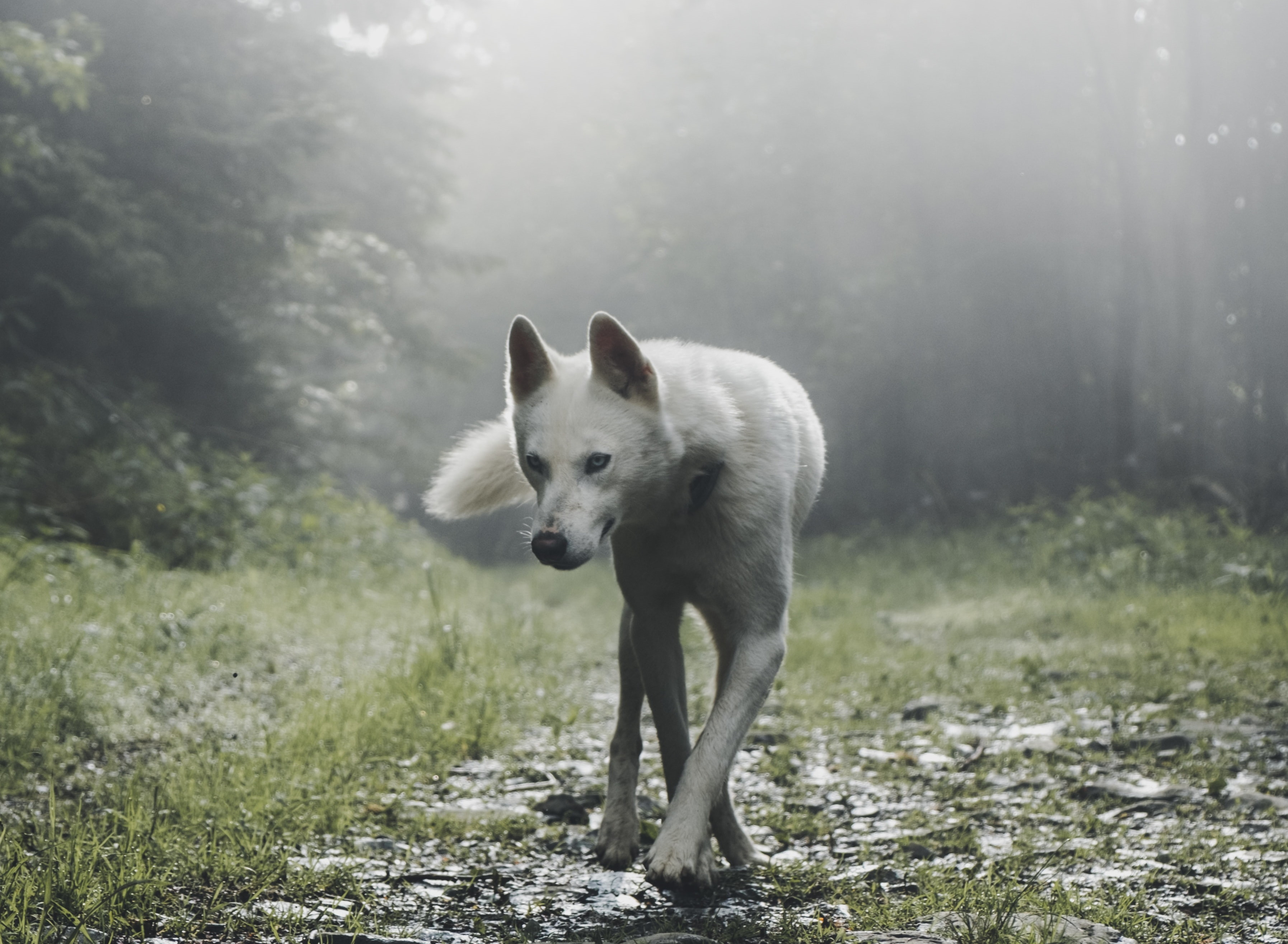 White wolf in a forest